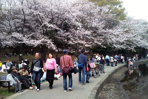 20110409_kohoku_hanami.jpg