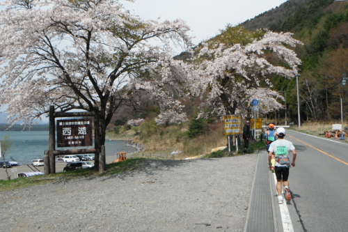 20110430_fujigoko_13.JPG